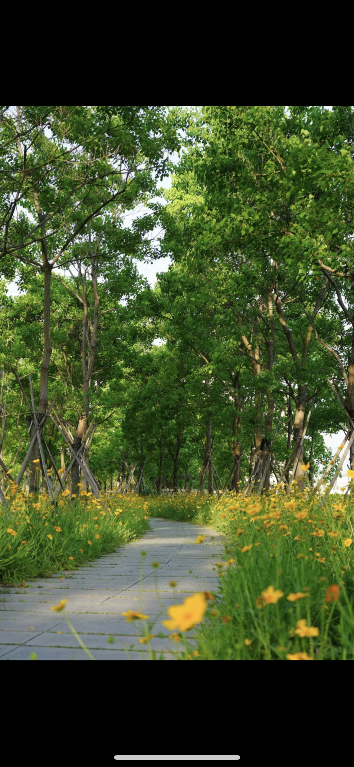 黄岩江北公园旅行图片 1