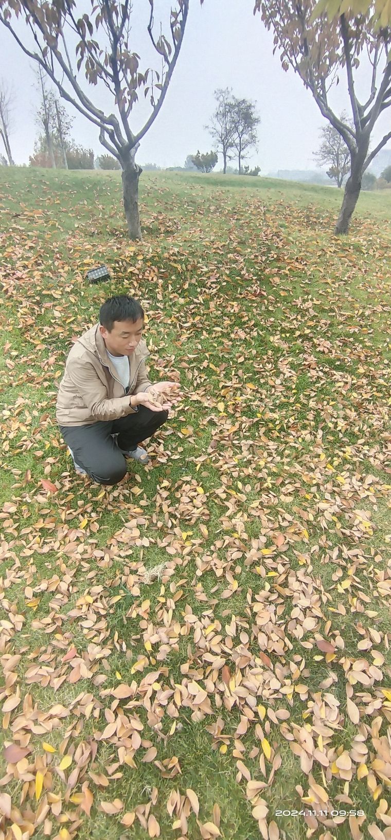 黄岛张家楼千亩枫林旅行图片 3