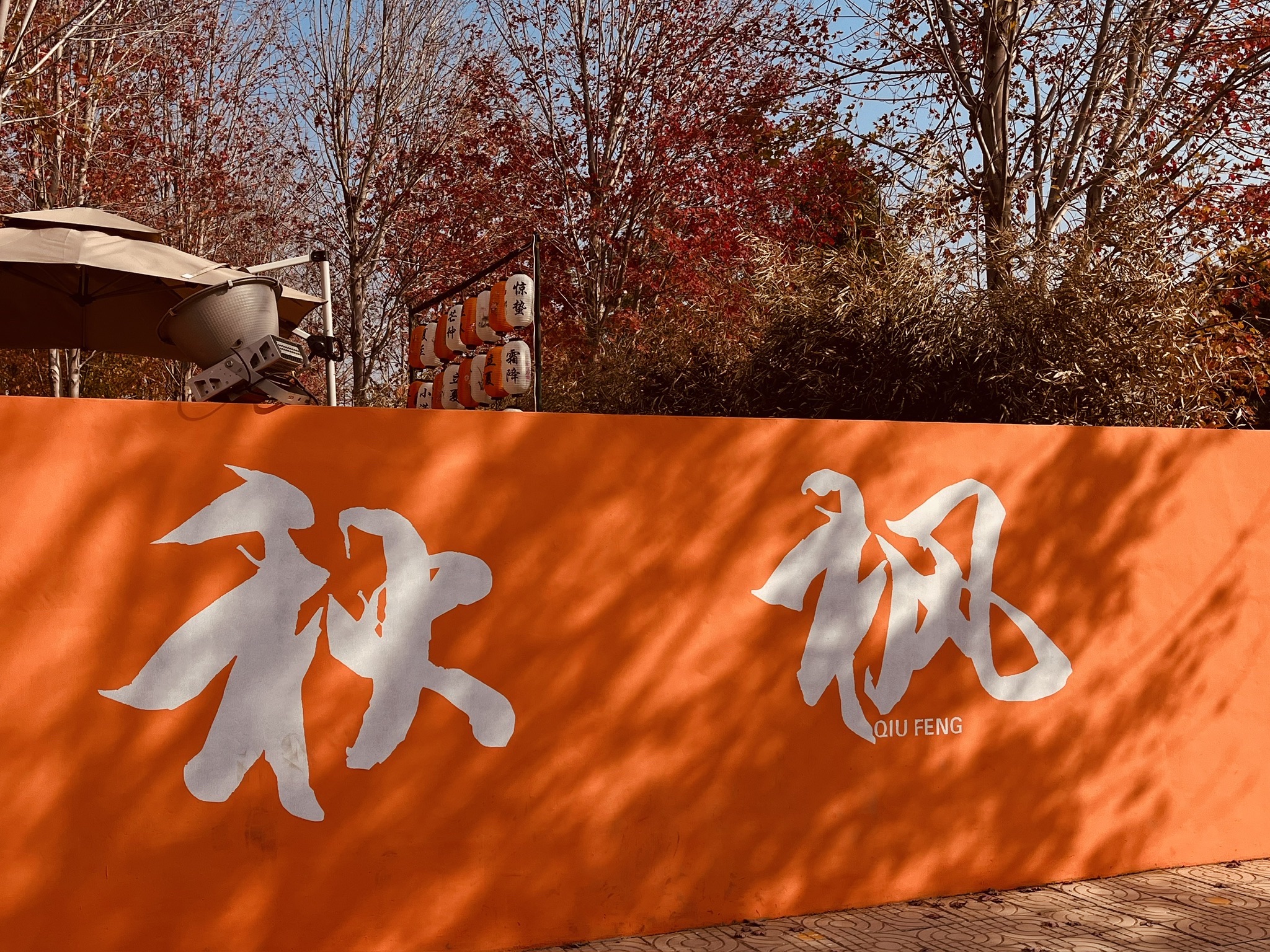 黄岛张家楼千亩枫林旅行图片 2