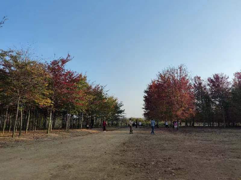 黄岛张家楼千亩枫林旅行图片 3
