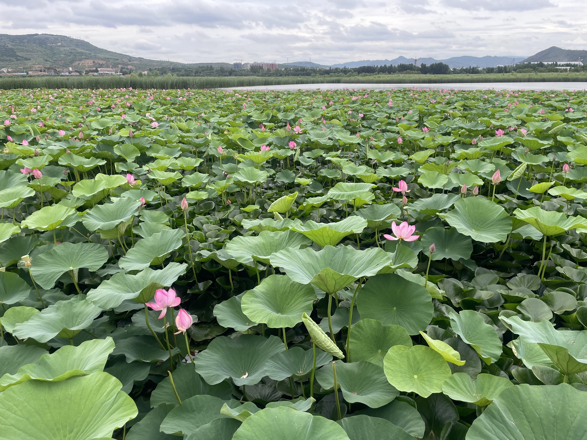 四合永湿地公园旅行图片 1
