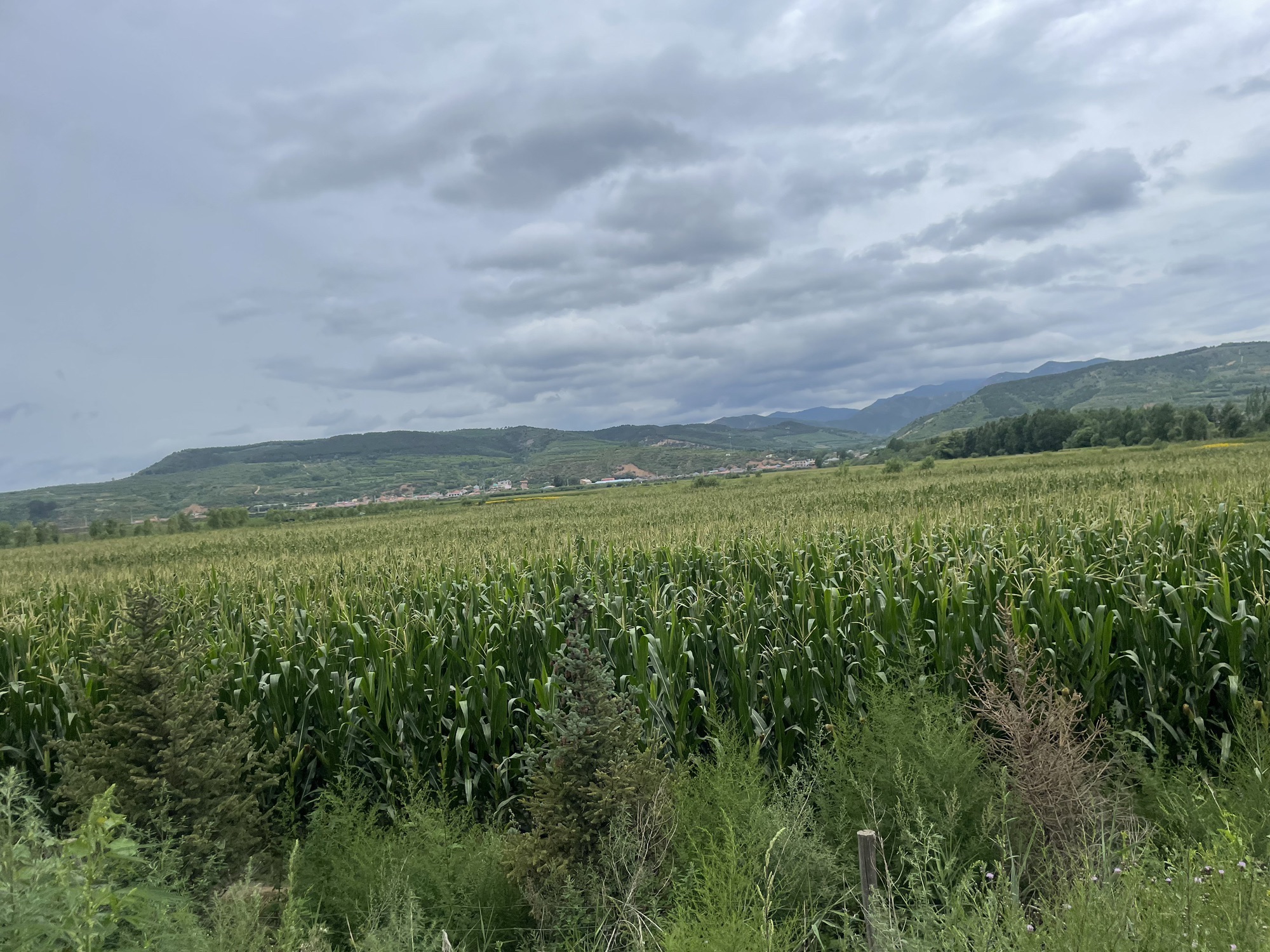 四合永湿地公园旅行图片 2