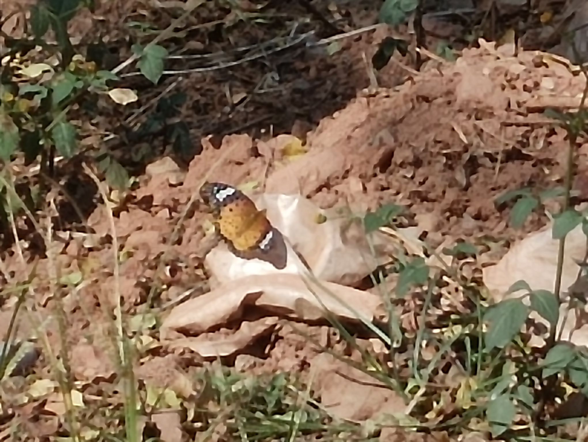 禾丰兰花小镇旅行图片 3
