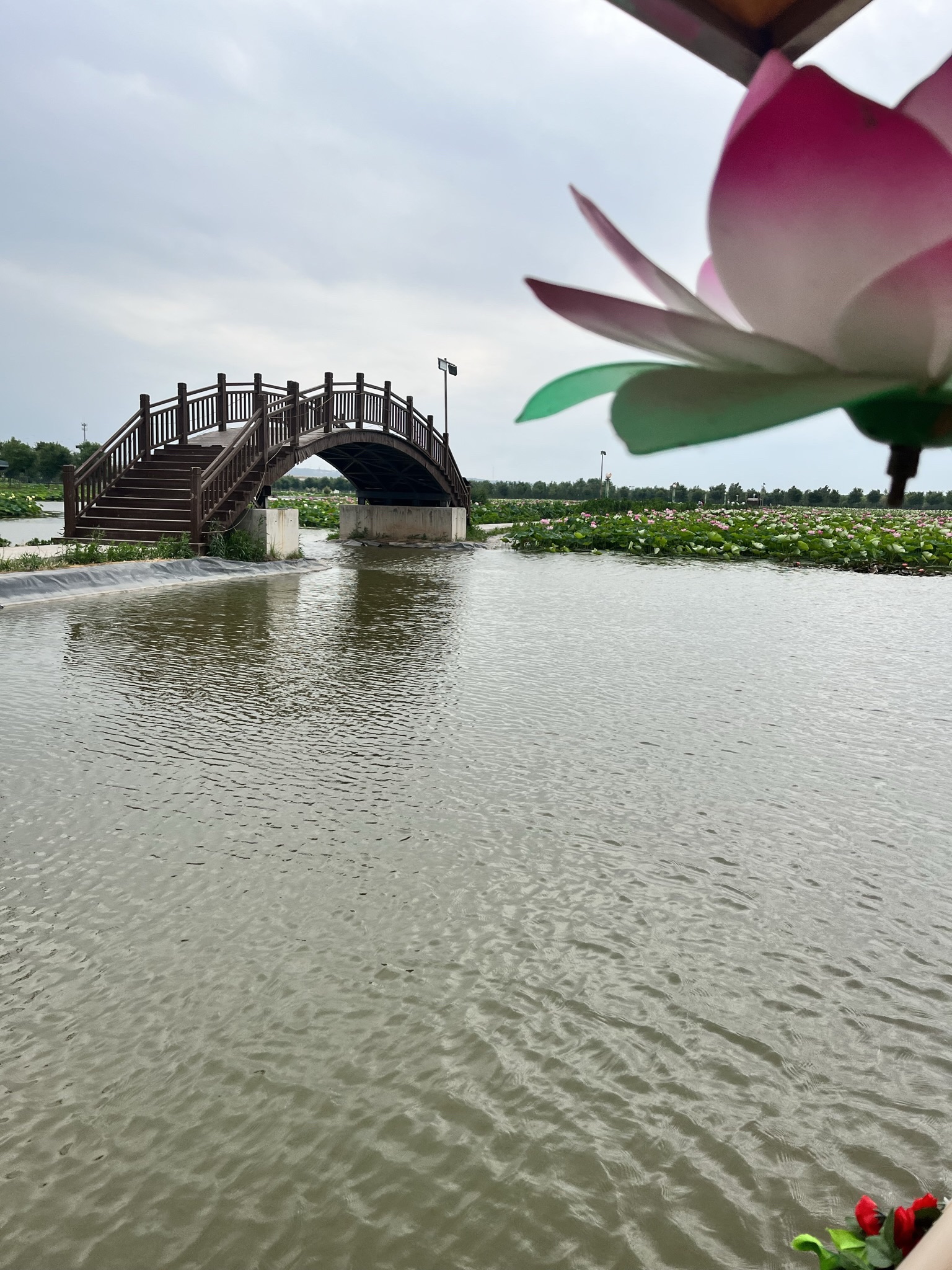 黄河龙泽园旅行图片 2