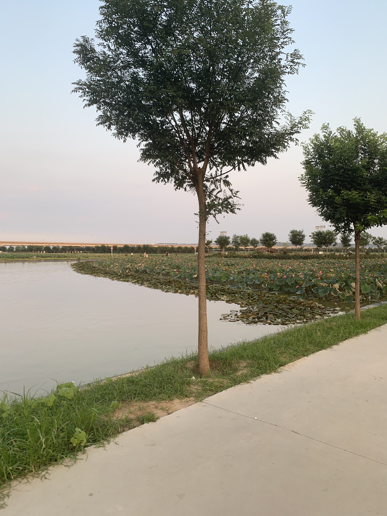 黄河龙泽园旅行图片 2
