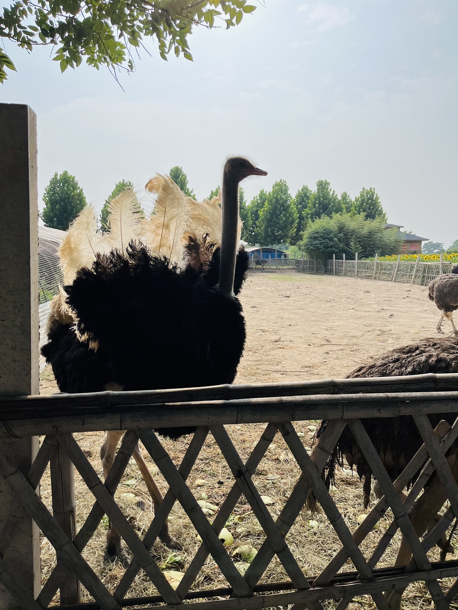 黄河龙泽园旅行图片 2