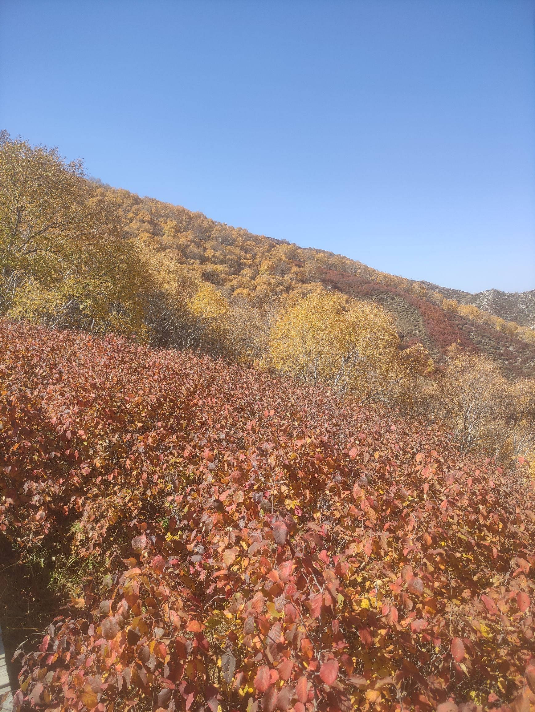 马鞍岭生态旅游景区(暂停开放)旅行图片 1