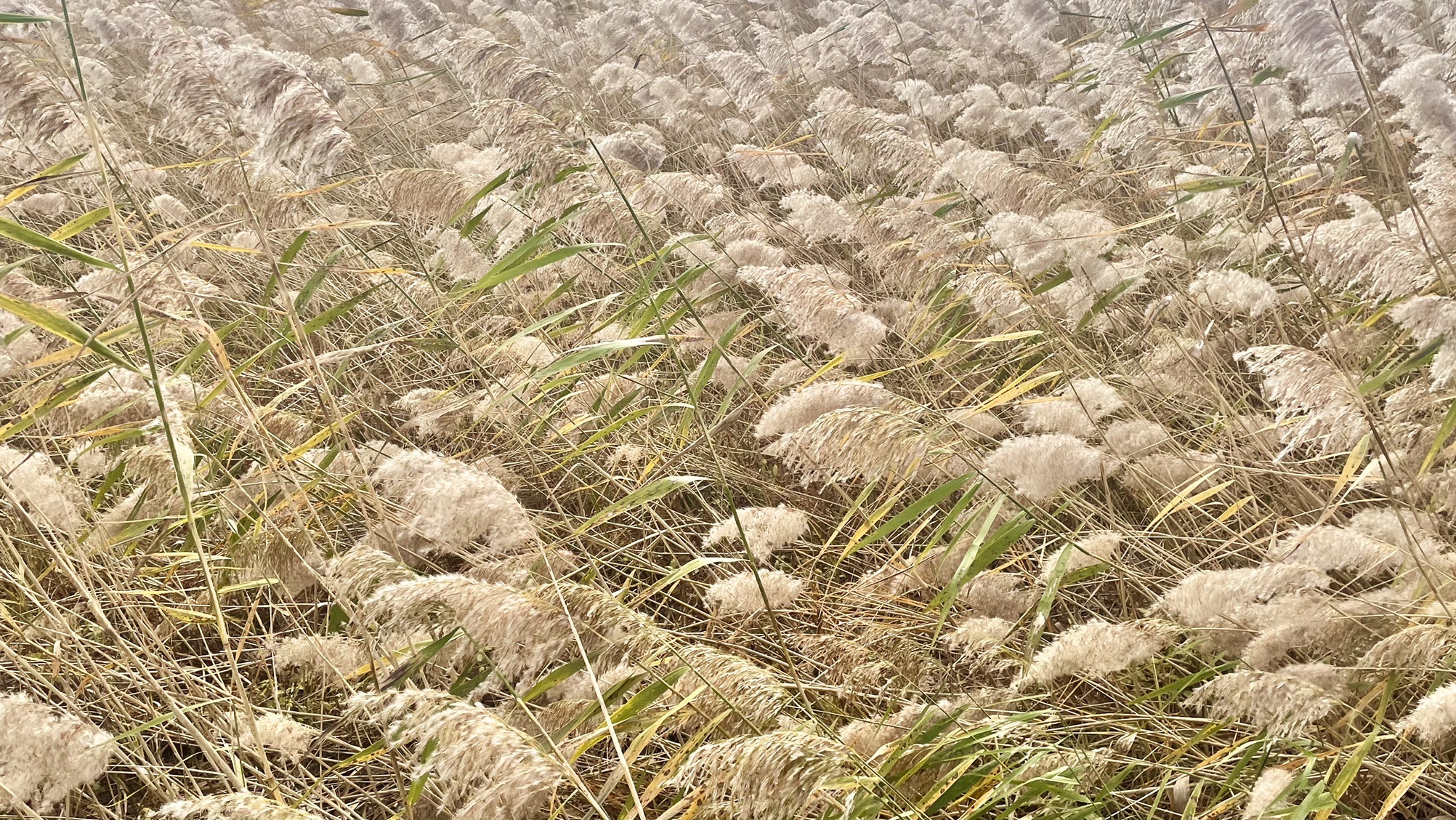 黑龙江七星河湿地旅行图片 2