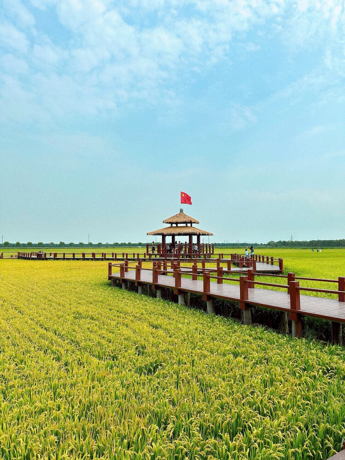 绿屏·咸水沽湾千亩稻田旅行图片 2