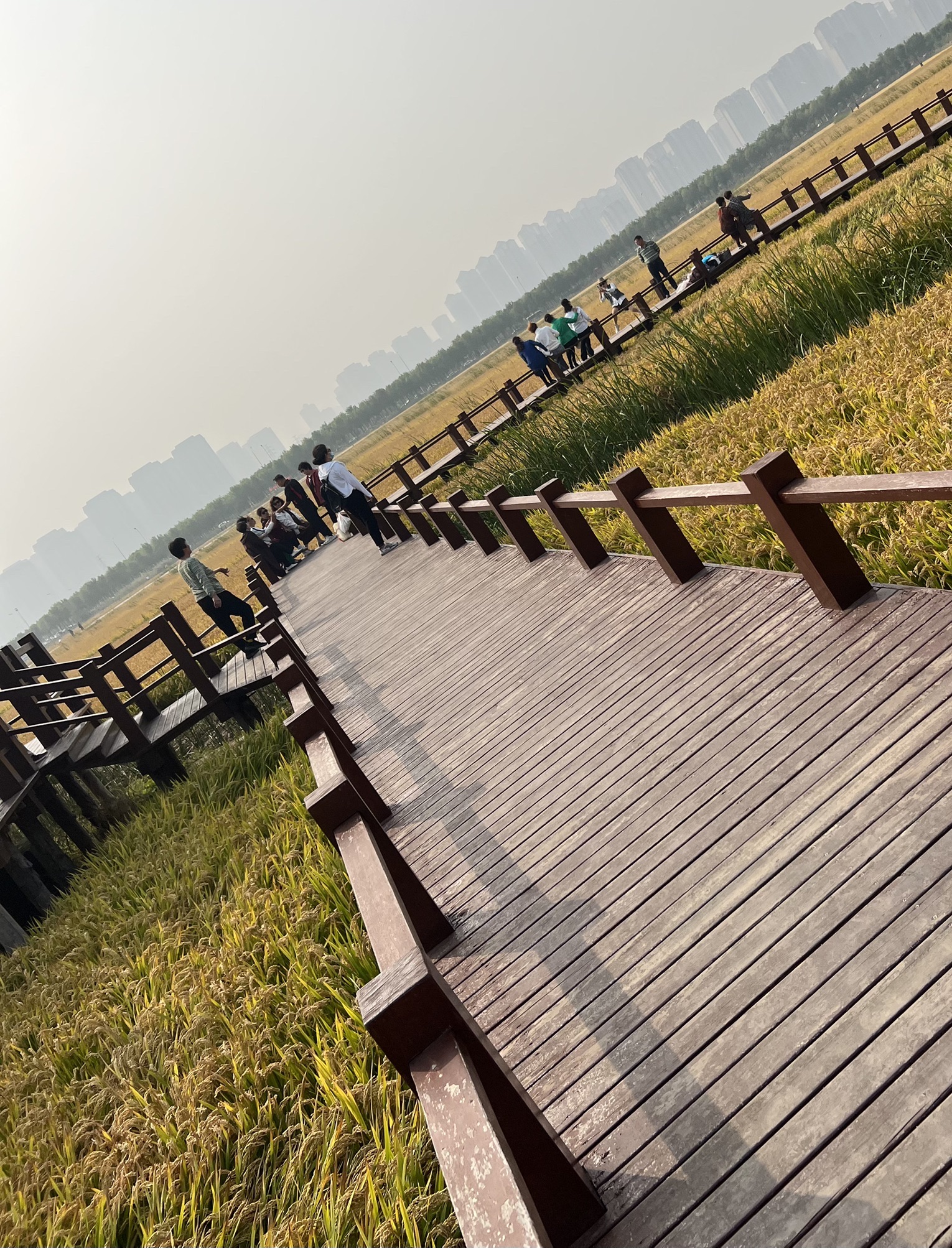 绿屏·咸水沽湾千亩稻田旅行图片 2