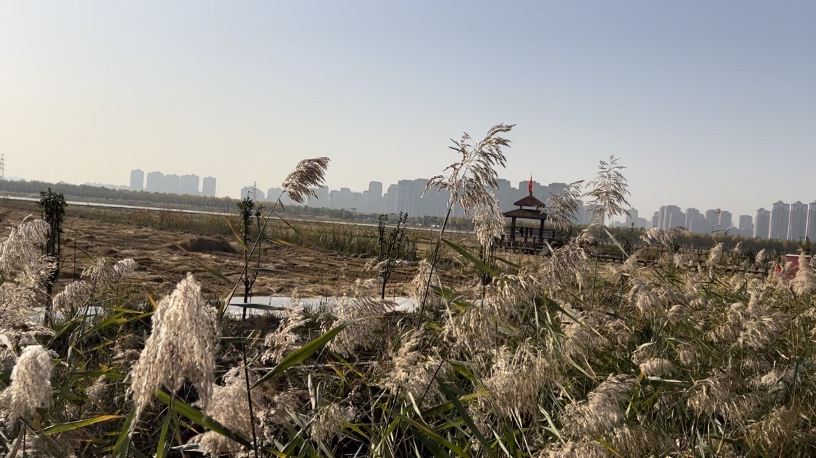 绿屏·咸水沽湾千亩稻田旅行图片 1