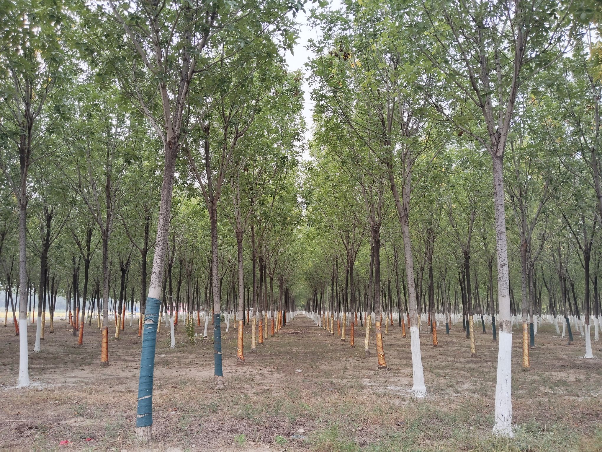 绿屏·咸水沽湾瞭望塔旅行图片 3