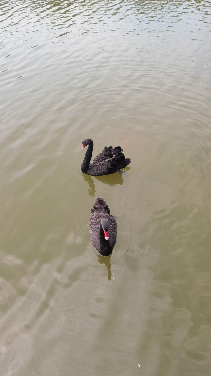 绿屏·咸水沽湾瞭望塔旅行图片 1