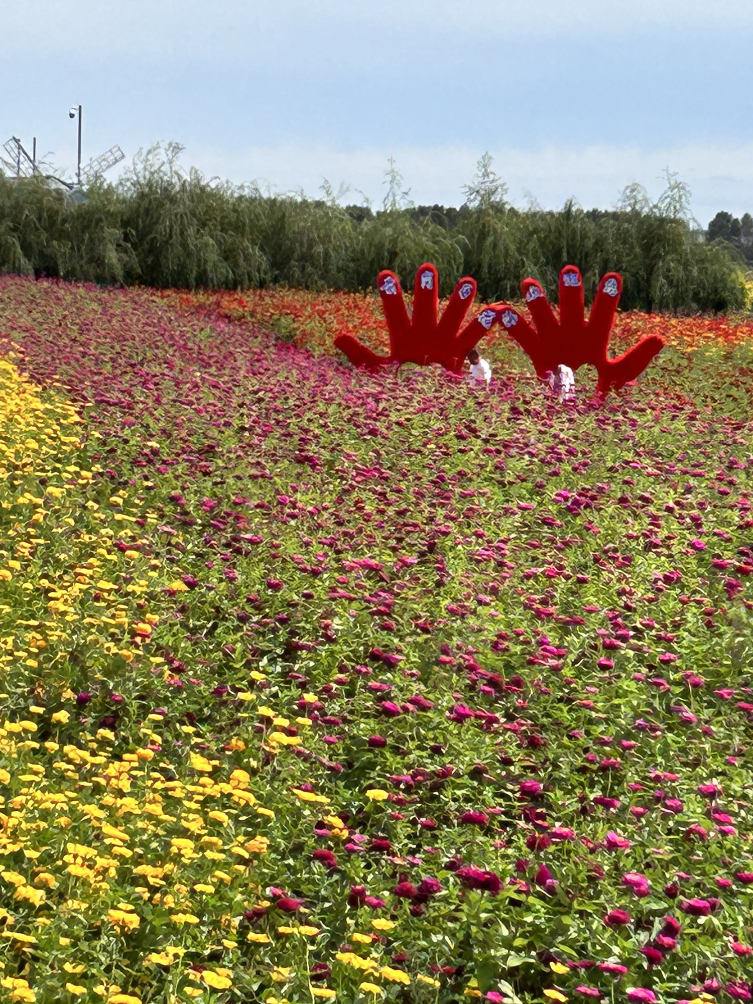 前岗子村花海旅行图片 2