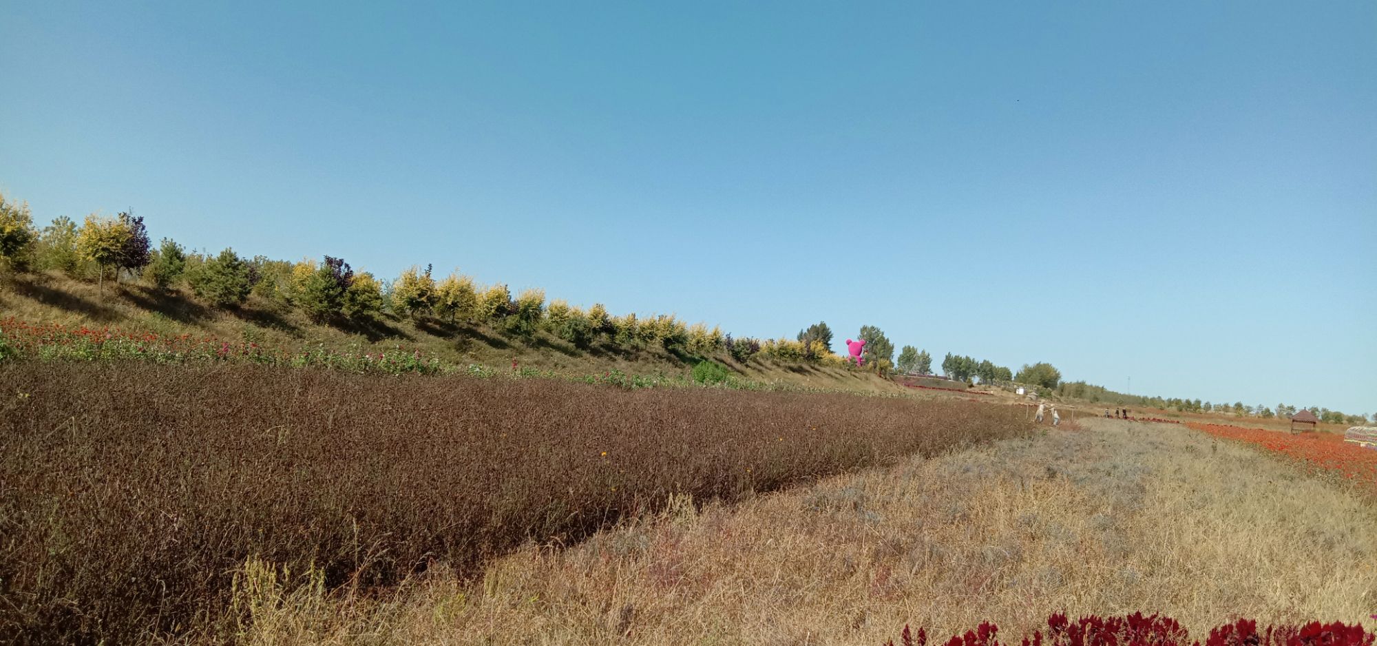 前岗子村花海旅行图片 2