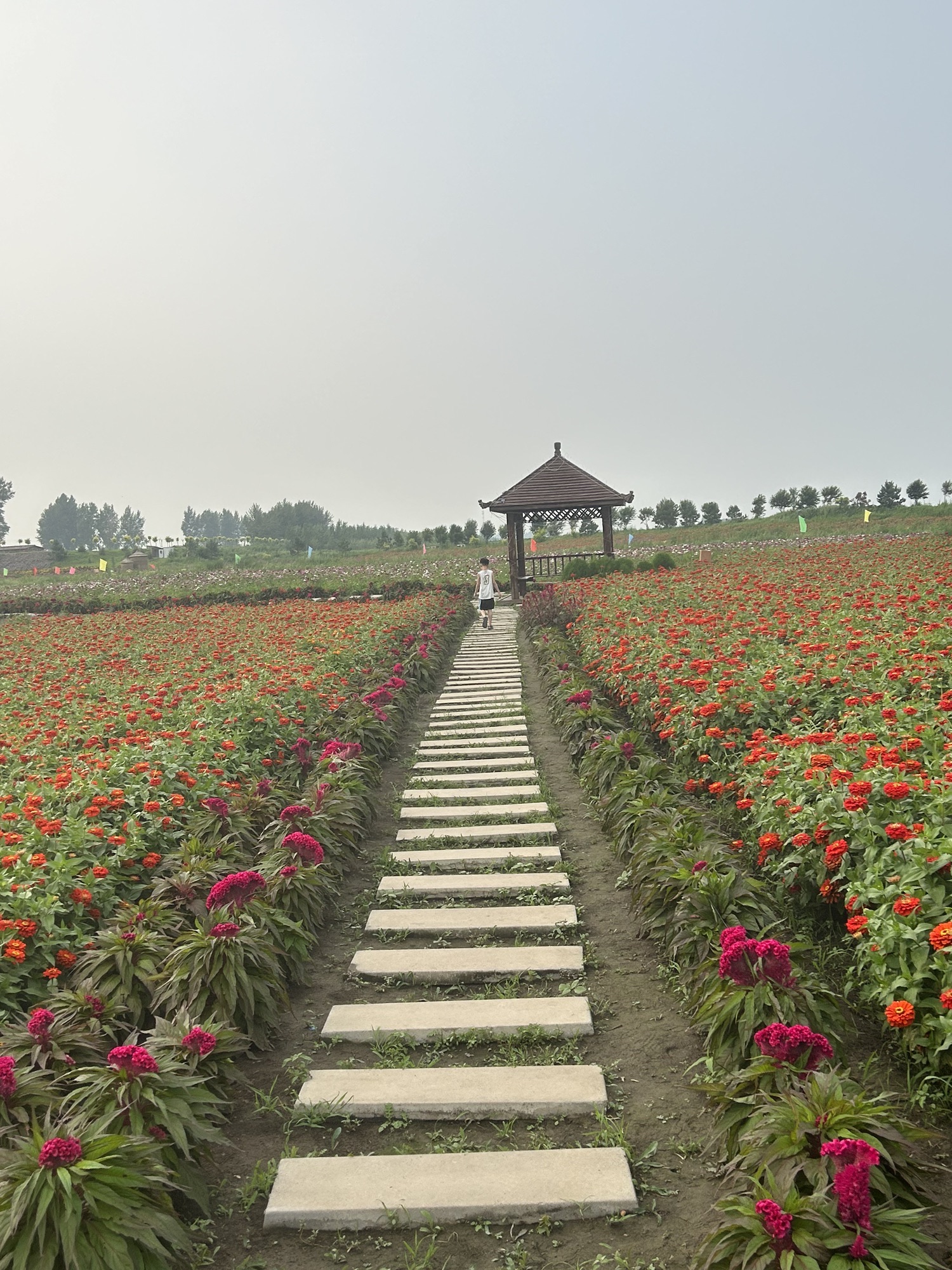 前岗子村花海旅行图片 2