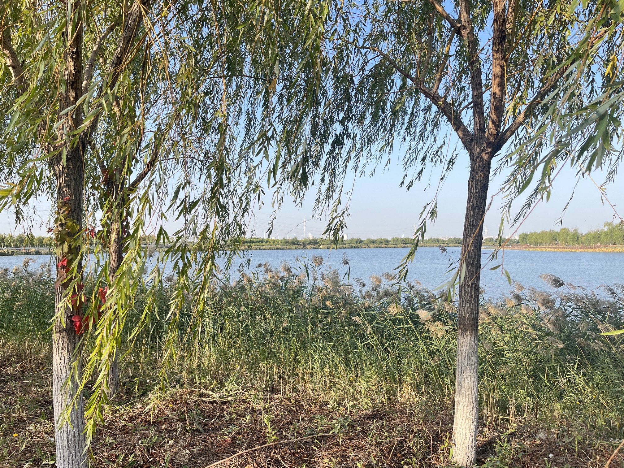 绿屏·咸水沽湾旅行图片 2