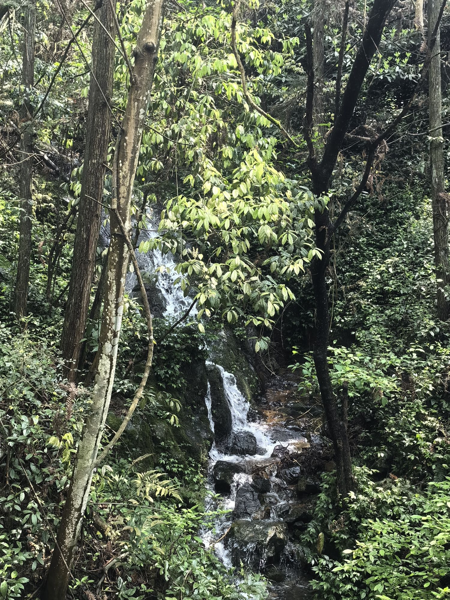 黄冈山景区旅行图片 3