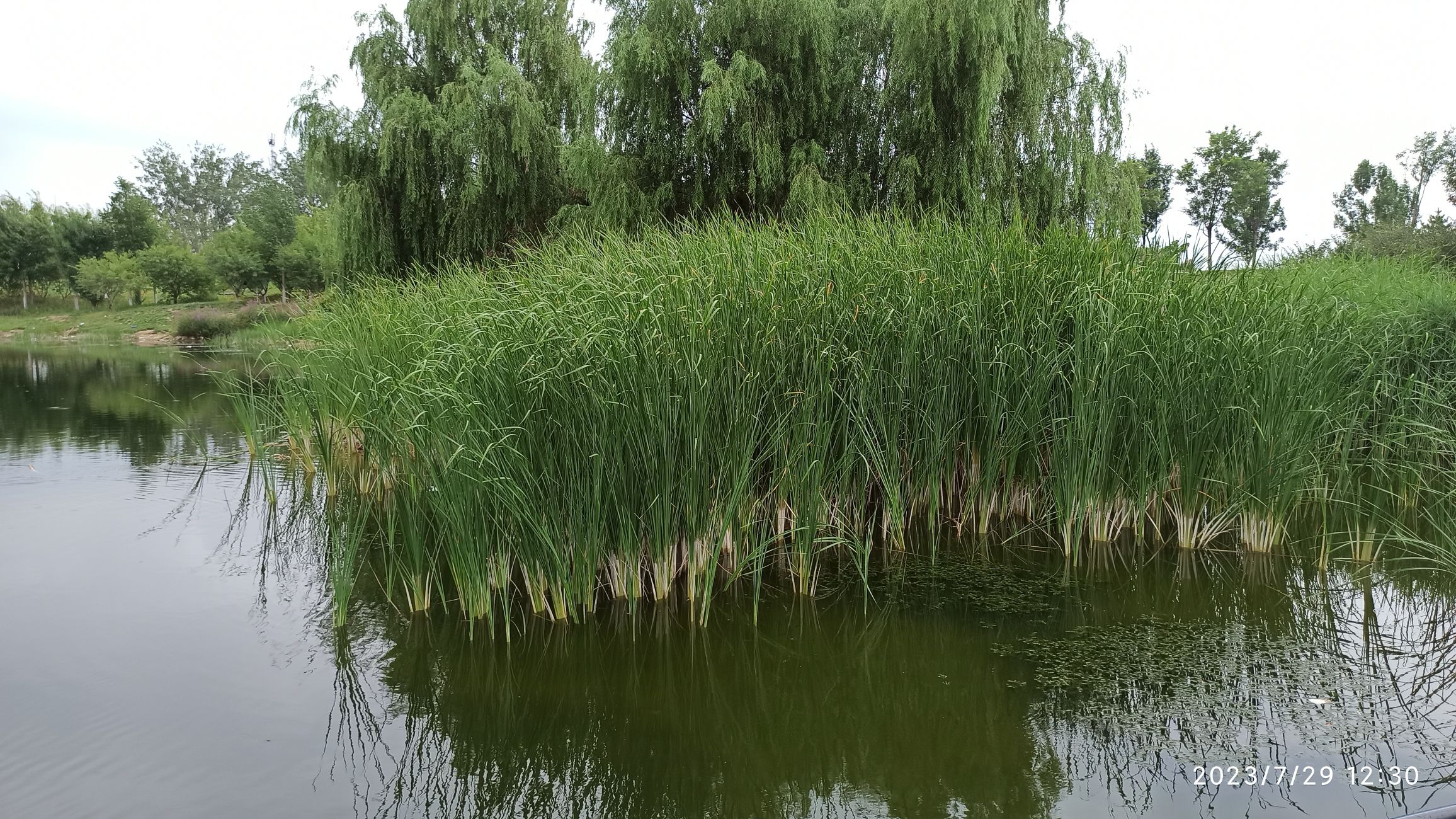 新西凤渠湿地公园旅行图片 2