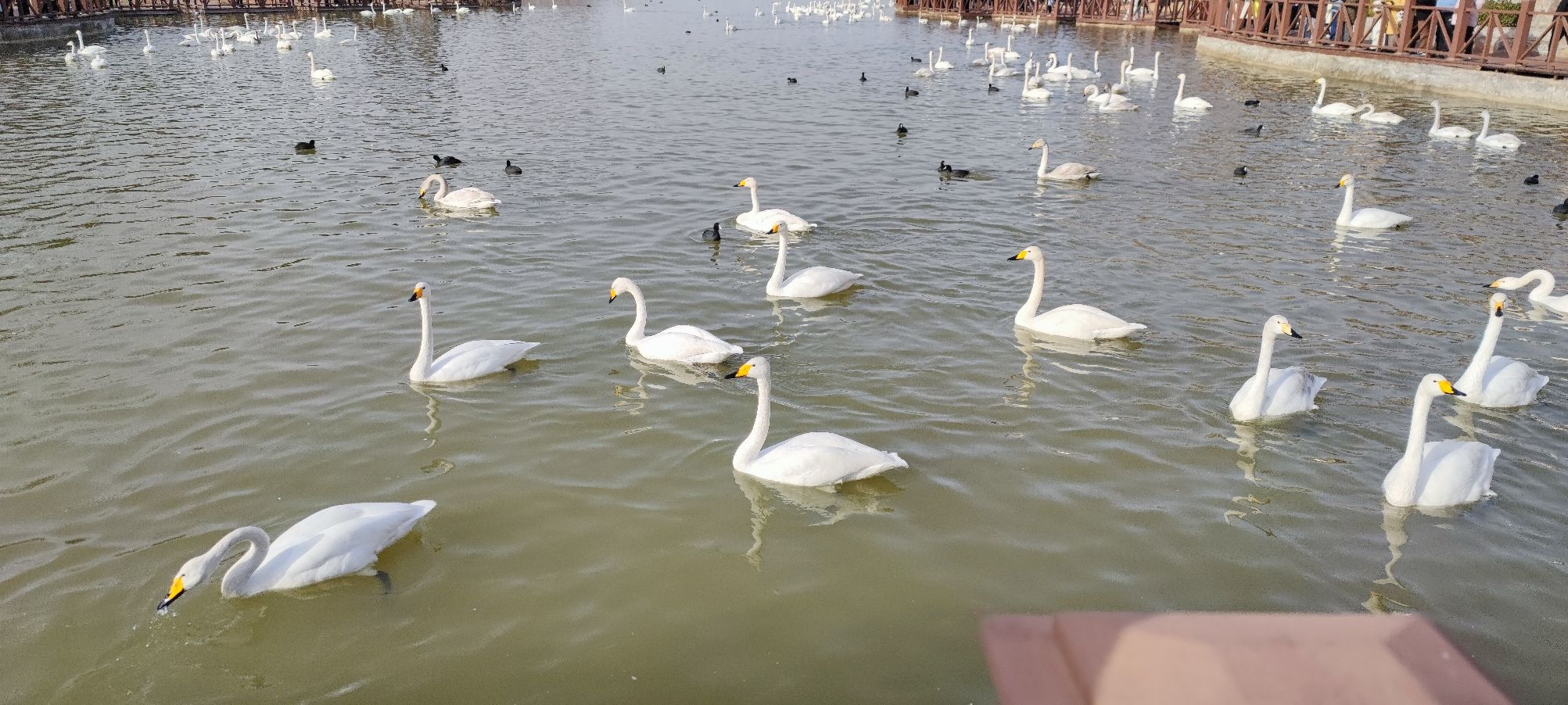 三门峡天鹅湖旅游度假区旅行图片 2
