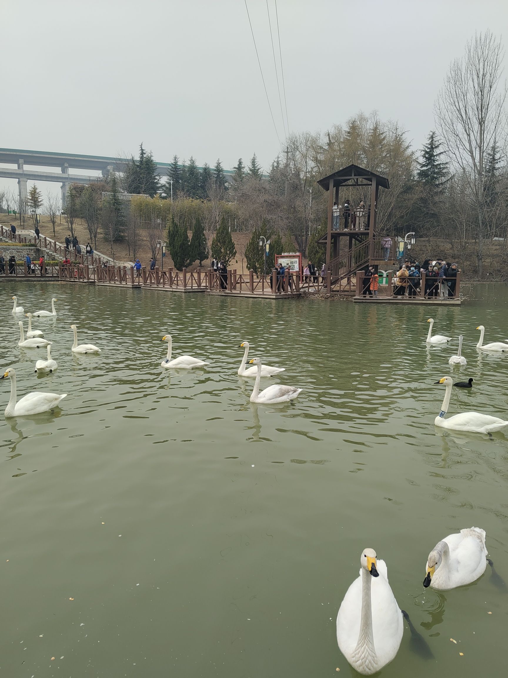 三门峡天鹅湖旅游度假区旅行图片 1