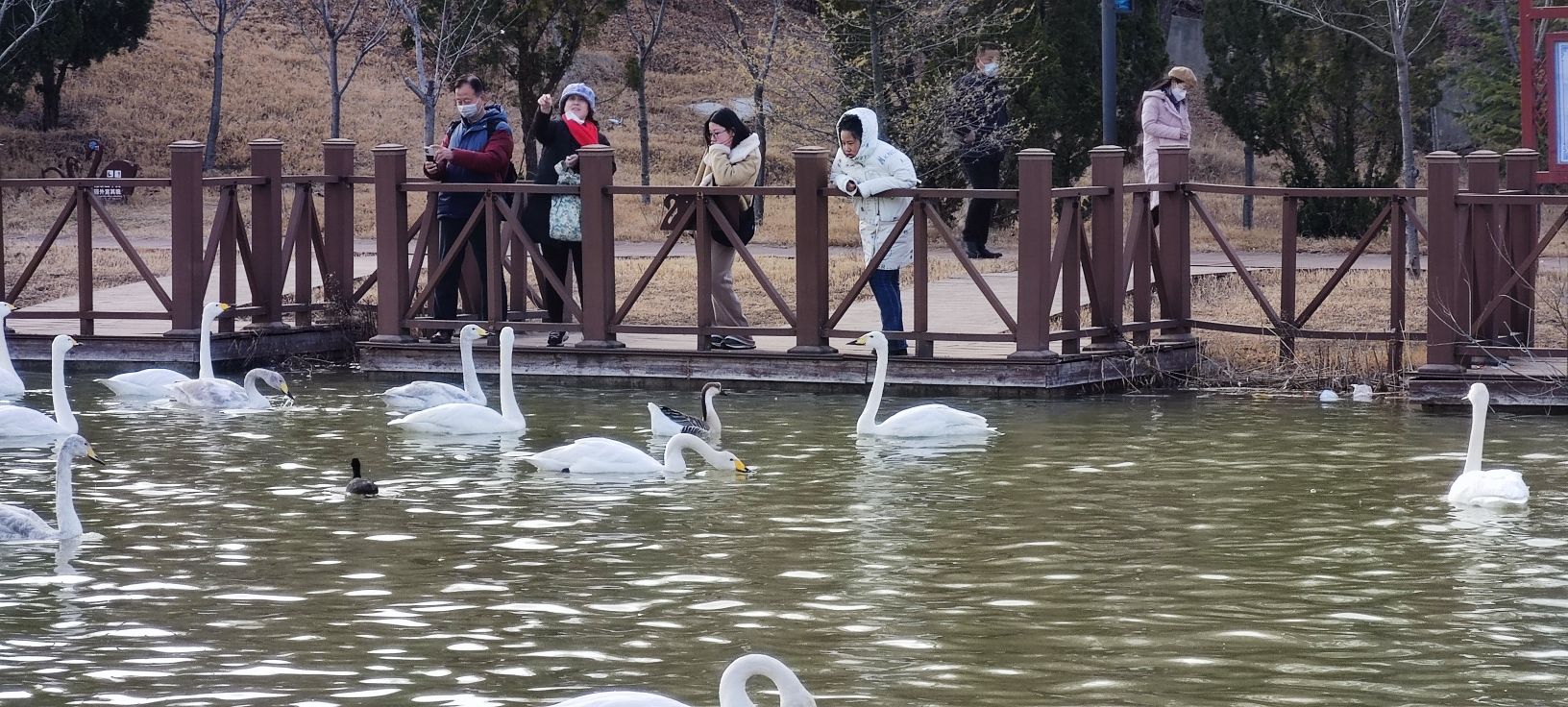 三门峡天鹅湖旅游度假区旅行图片 3