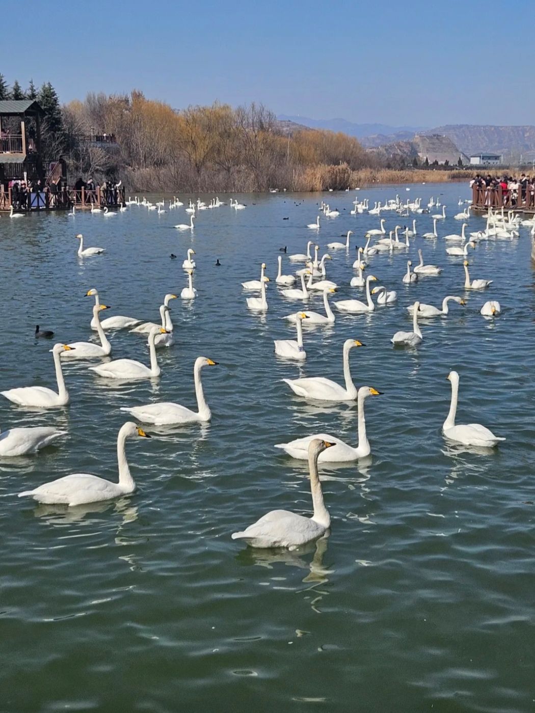 三门峡天鹅湖旅游度假区旅行图片 3