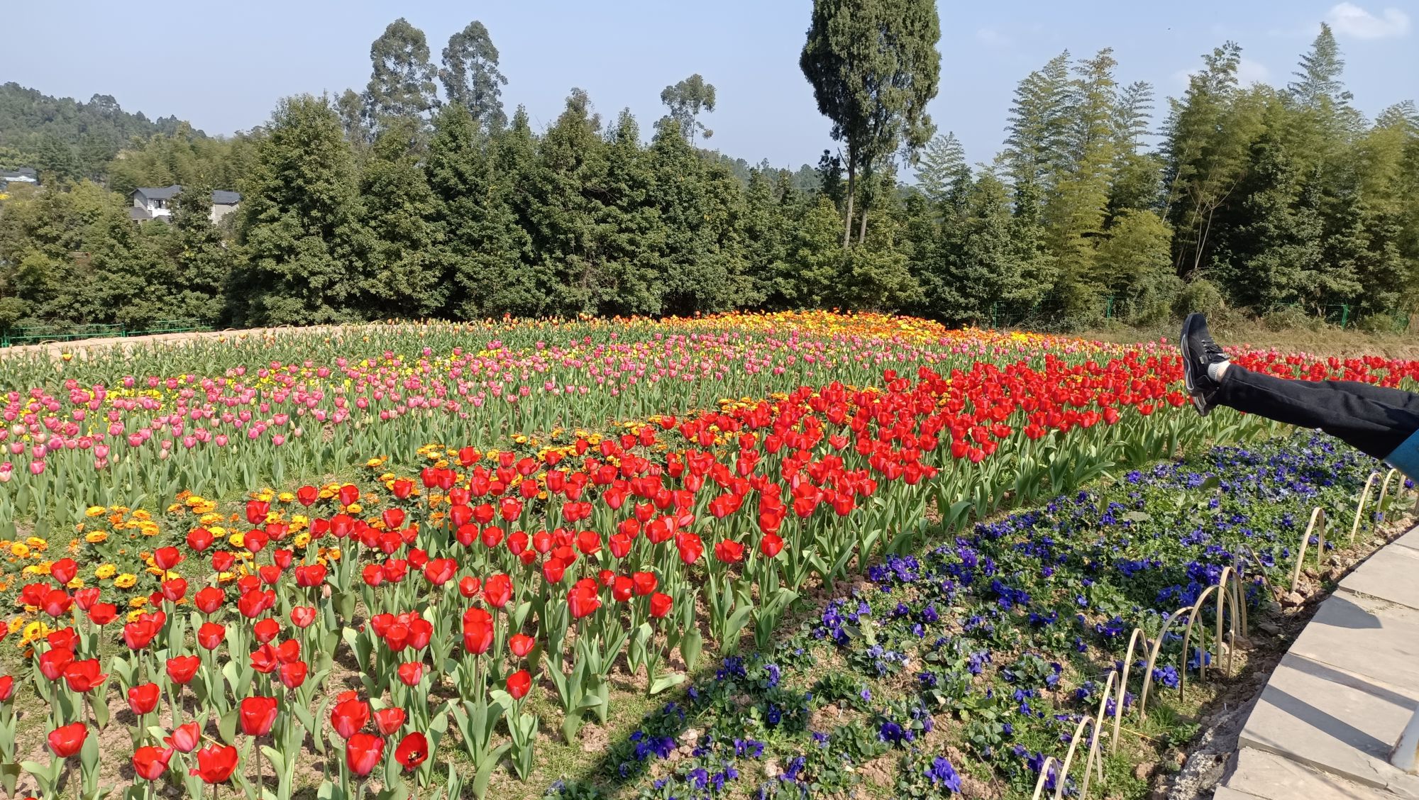 天府茶灵谷度假区旅行图片 3