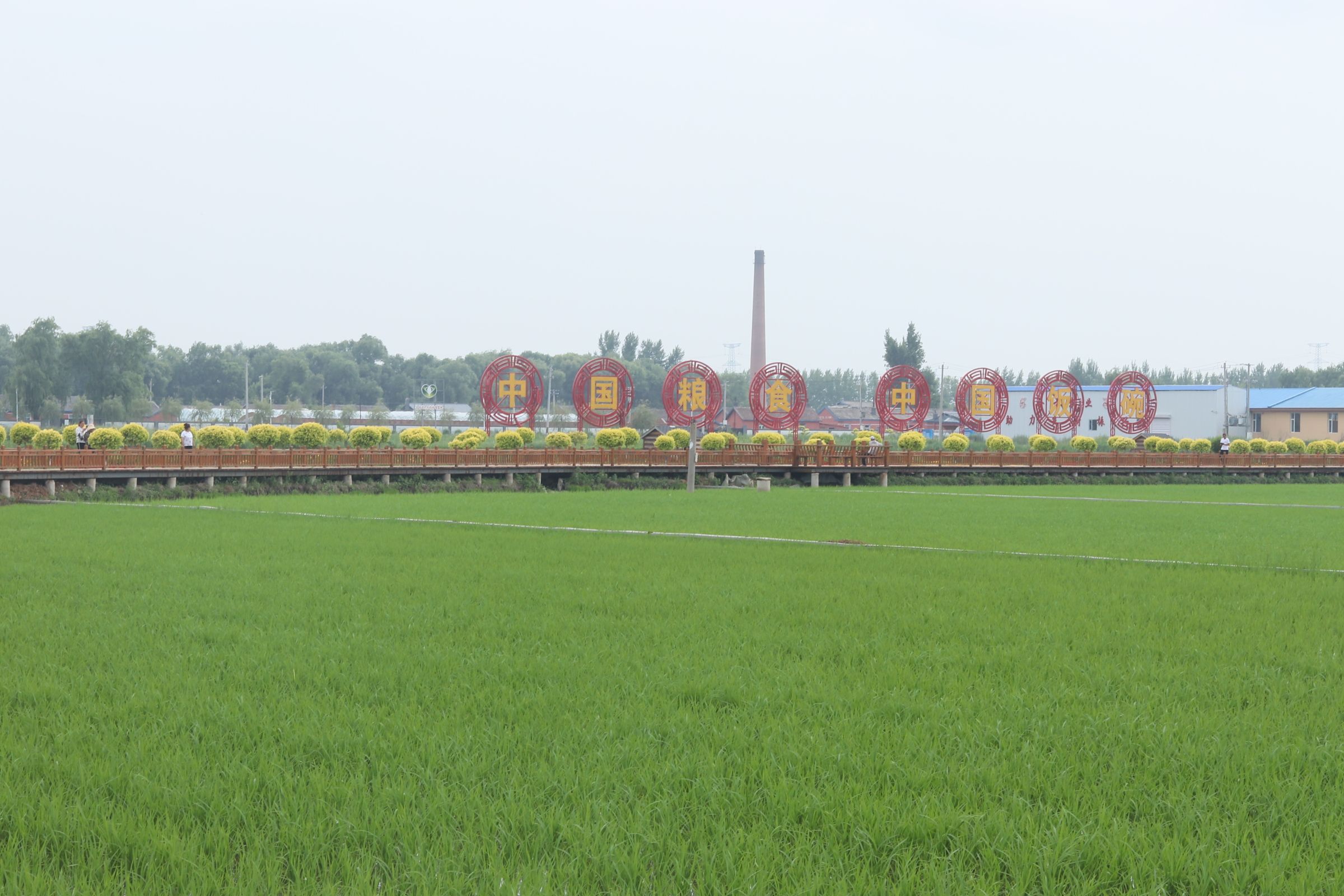 红光稻田公园旅行图片 3