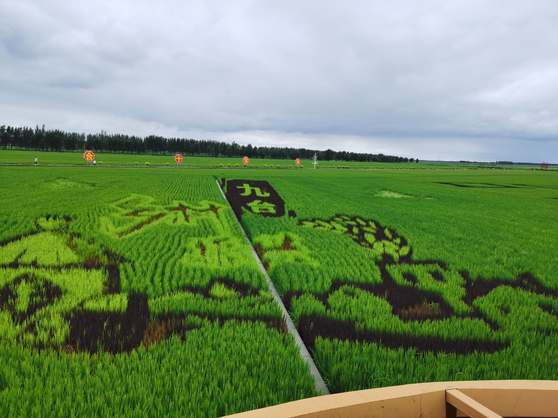 红光稻田公园旅行图片 2