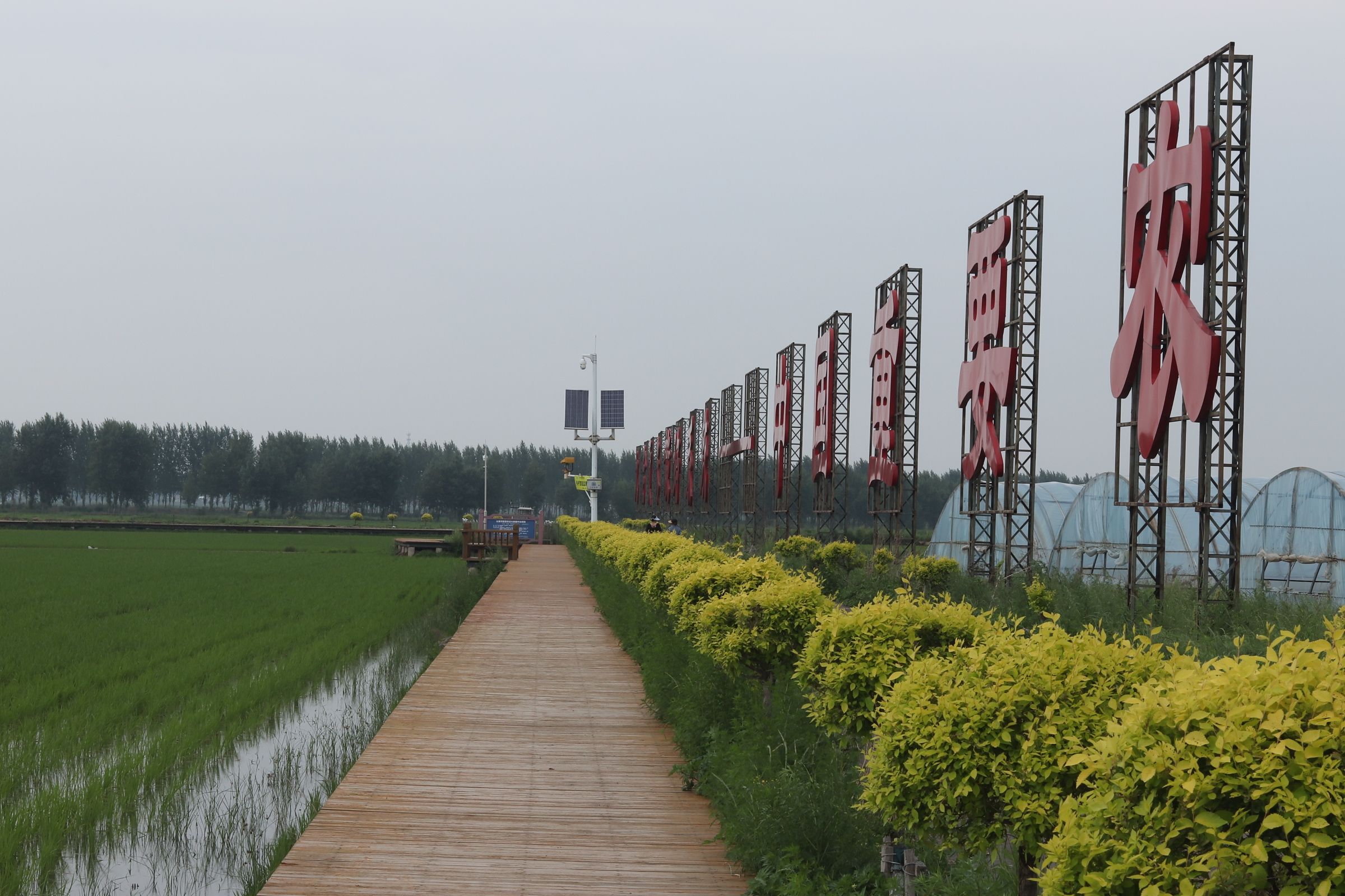 红光稻田公园旅行图片 2