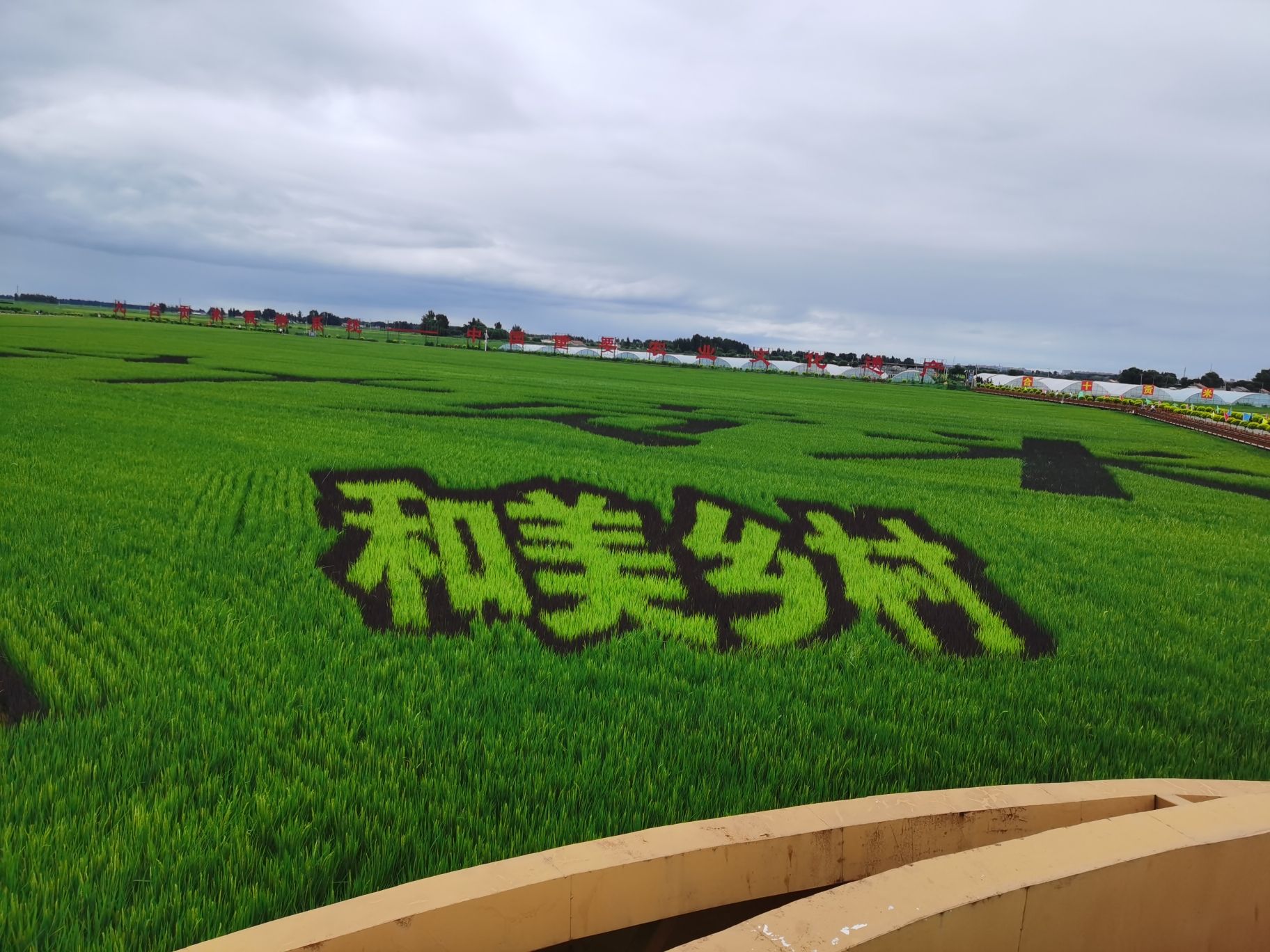 红光稻田公园旅行图片 1