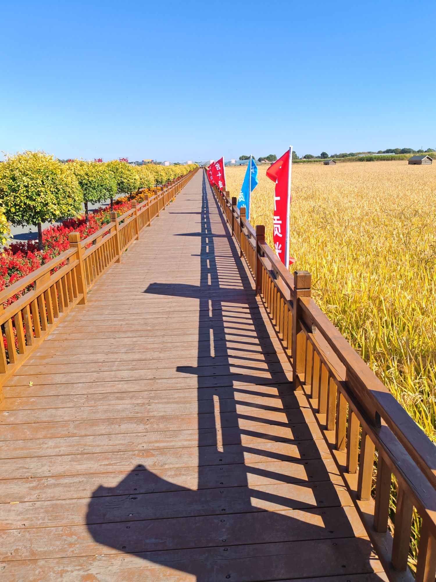 红光稻田公园旅行图片 1