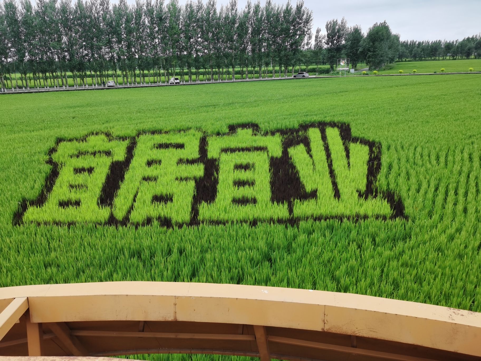 红光稻田公园旅行图片 3