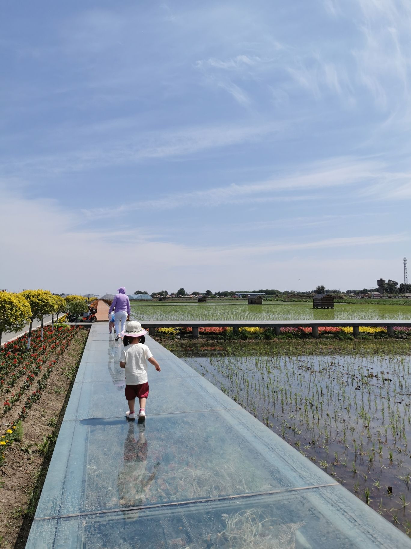 红光稻田公园旅行图片 3