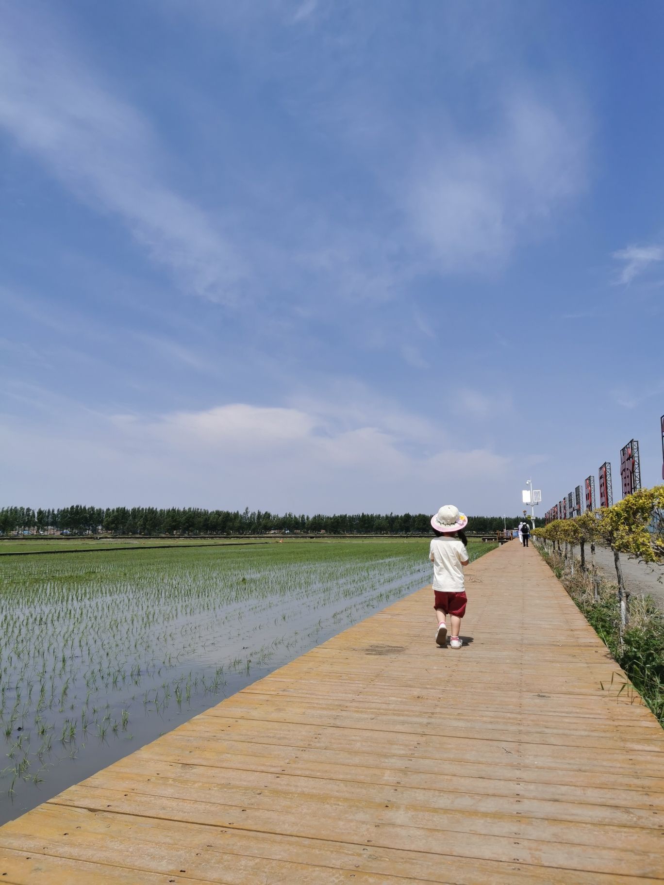 红光稻田公园旅行图片 2