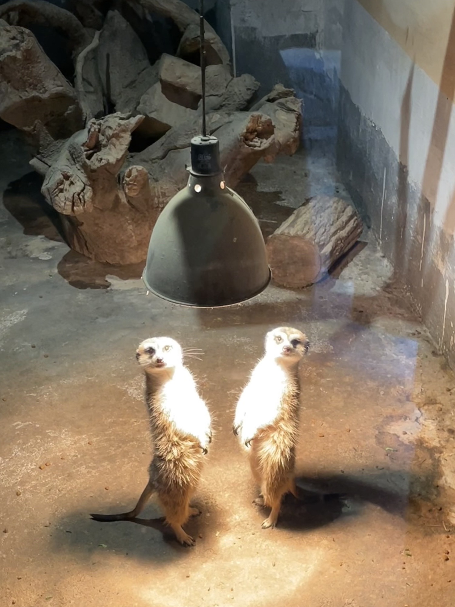 Hi小熊猫口袋动物园旅行图片 2