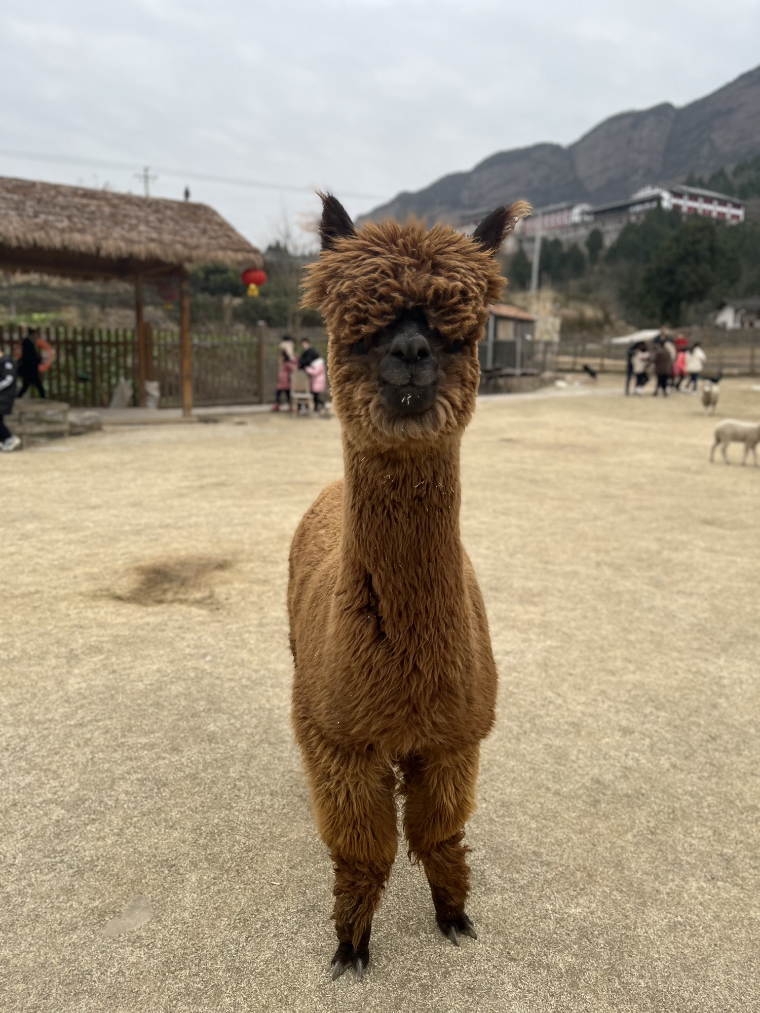 双旗美村·云孚里度假区旅行图片 3