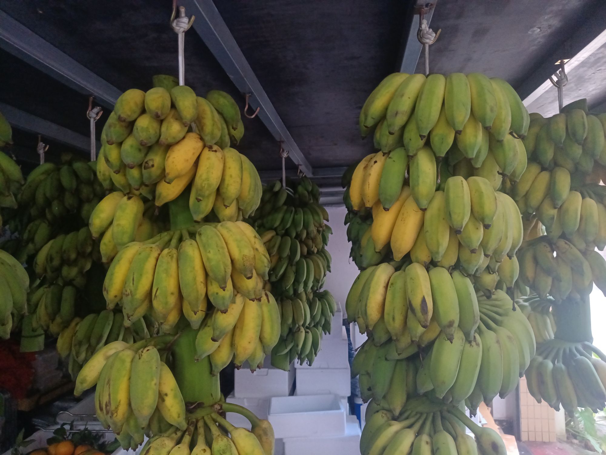 老城琴琴海南果特卖场
