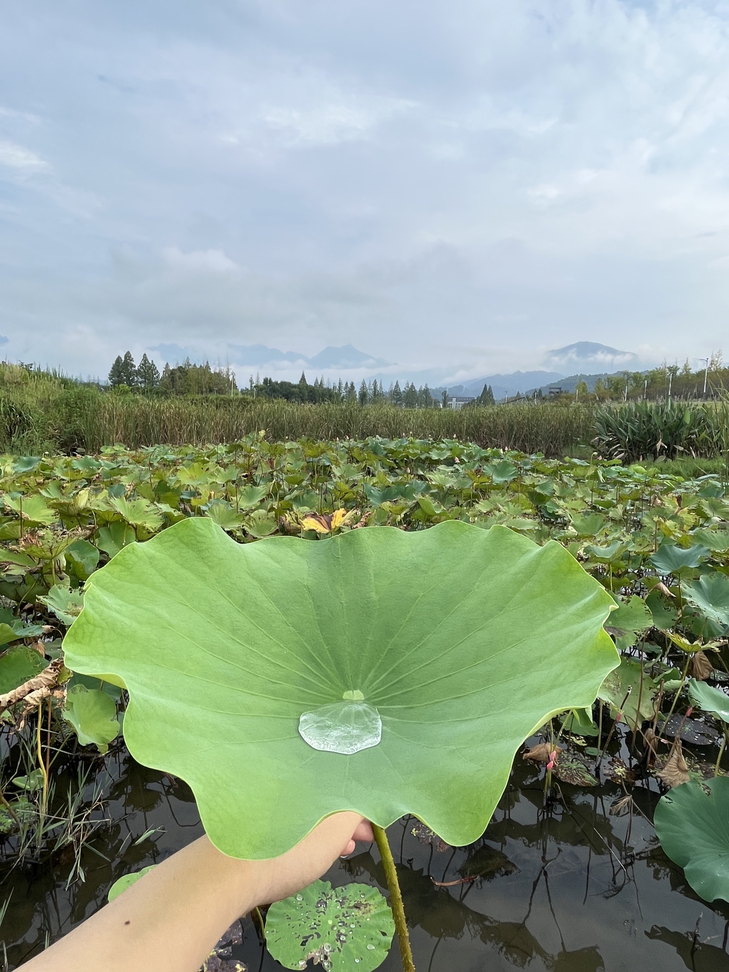 黄山浦溪河休闲旅游区旅行图片 2
