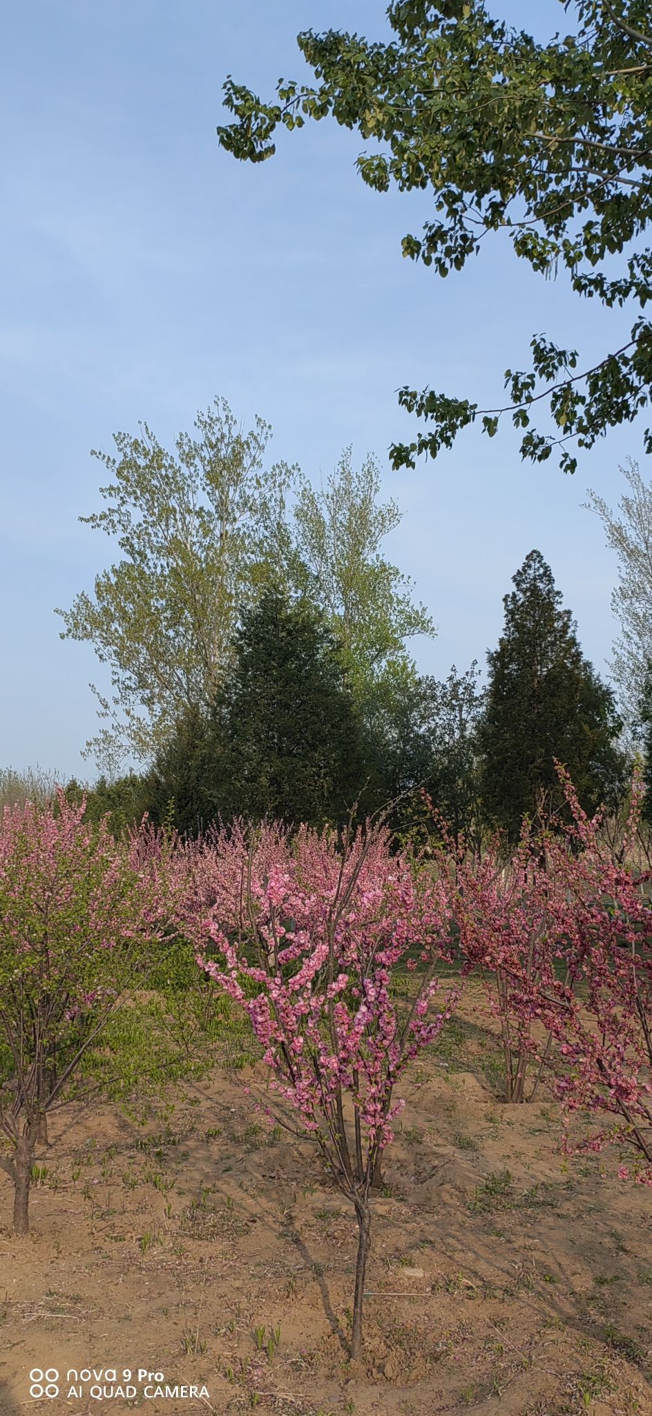 贺新公园旅行图片 2