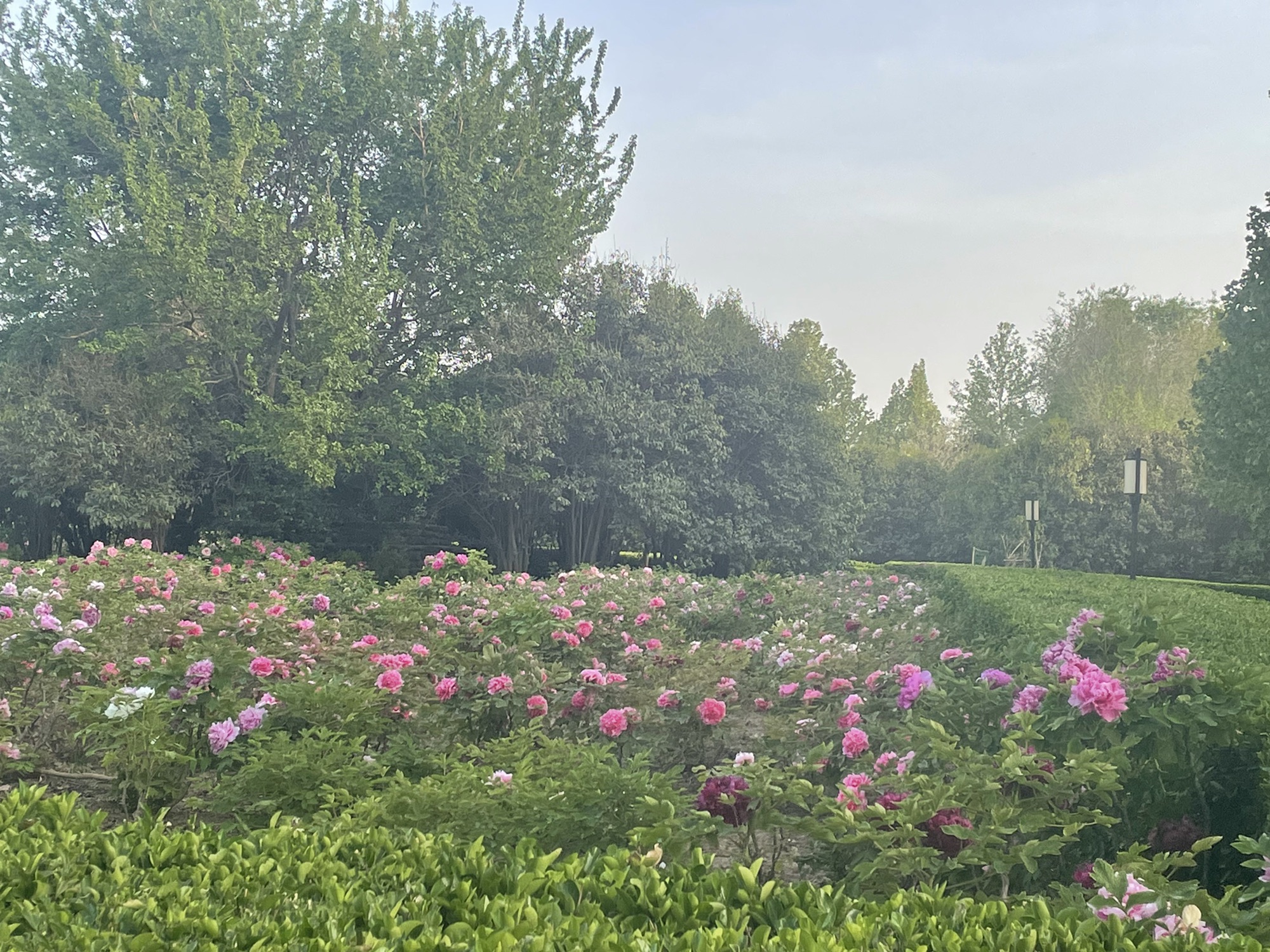 赵王城千亩花海旅行图片 1