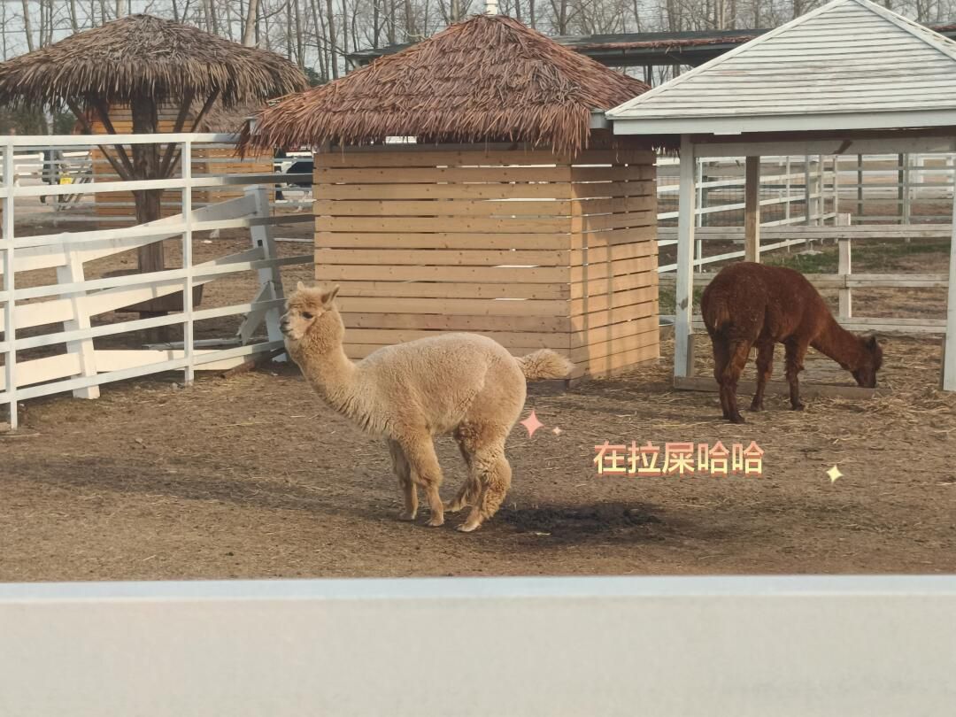 松鼠咔咔探索乐园旅行图片 1