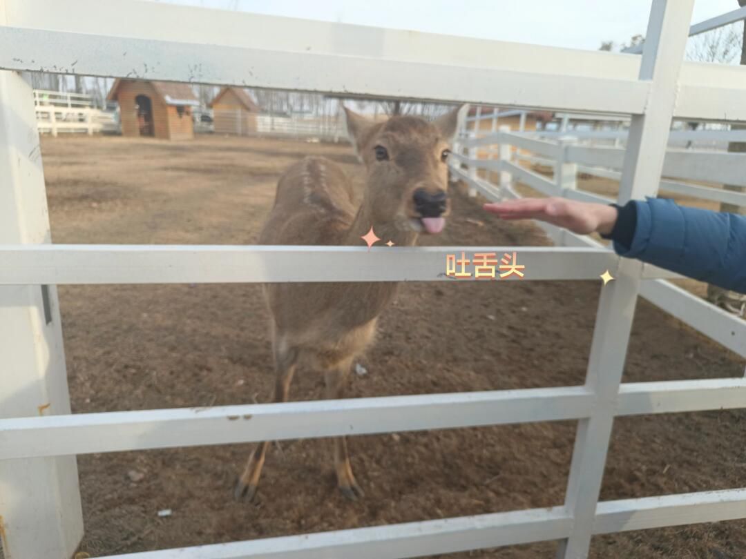 松鼠咔咔探索乐园旅行图片 2