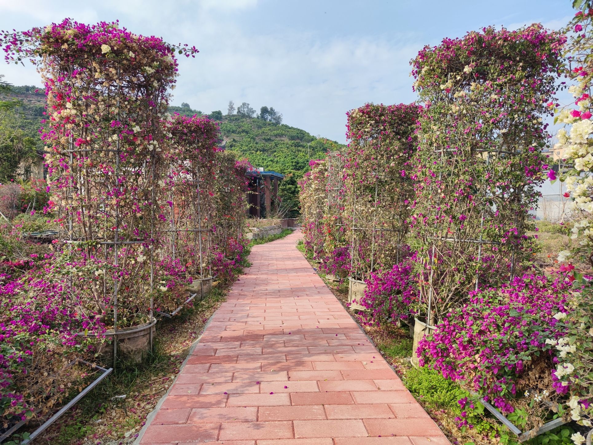 花漾古坑三角梅景区旅行图片 3
