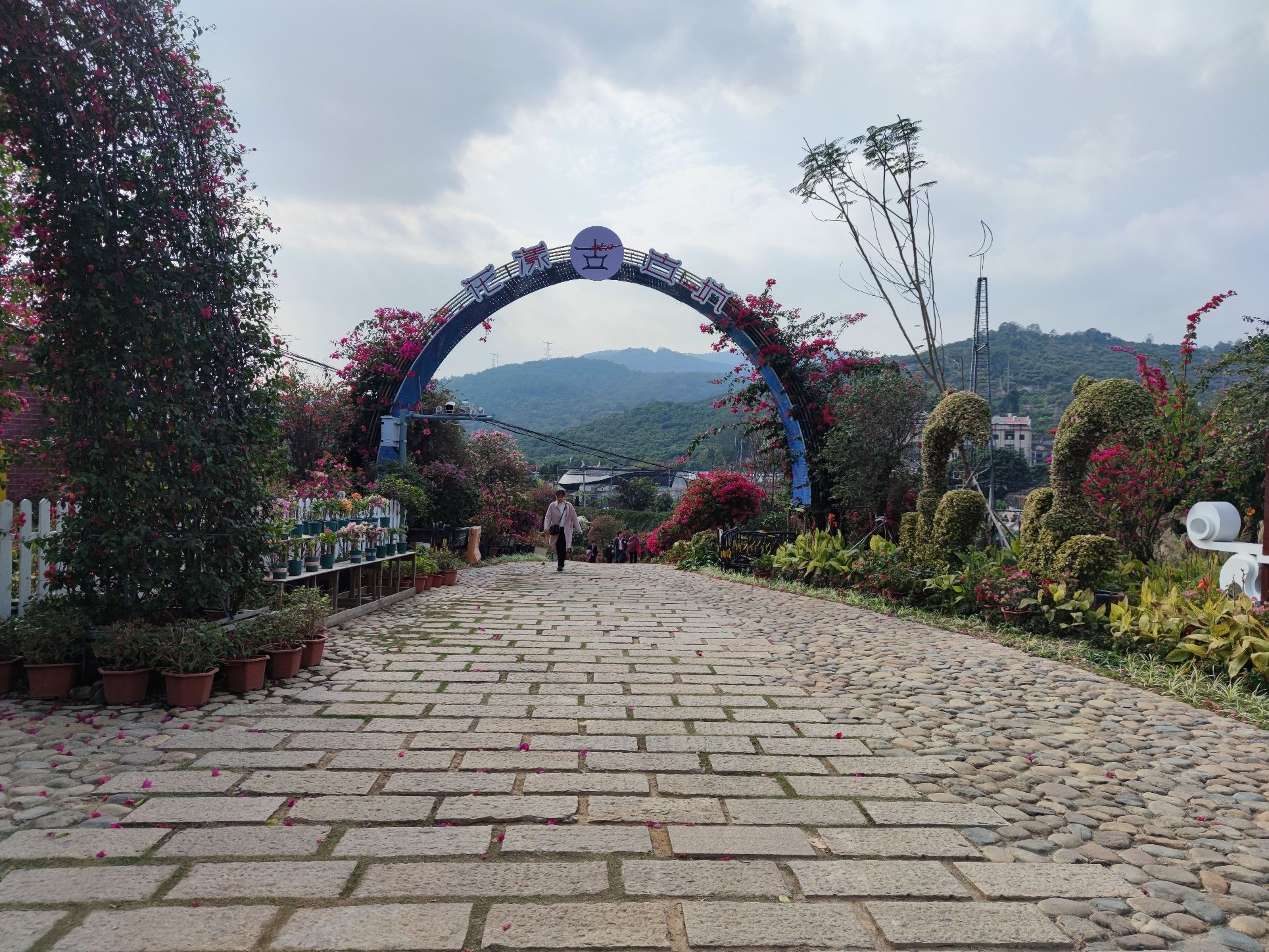 花漾古坑三角梅景区旅行图片 2