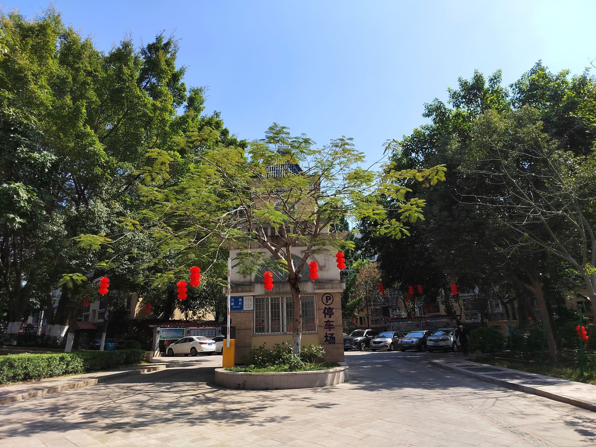 花漾古坑三角梅景区旅行图片 2