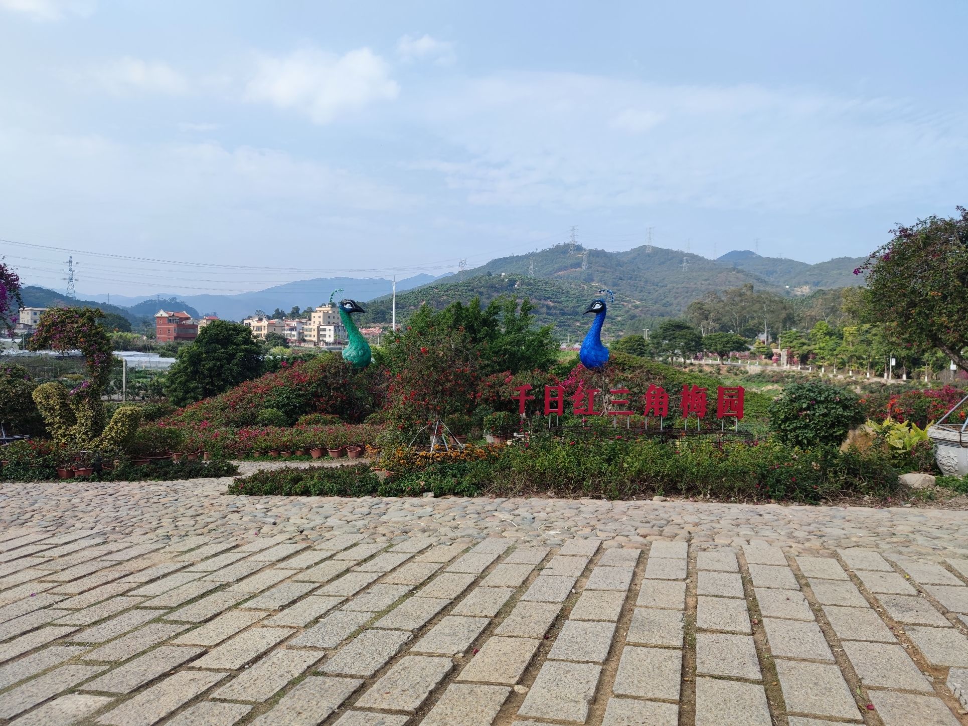 花漾古坑三角梅景区旅行图片 1