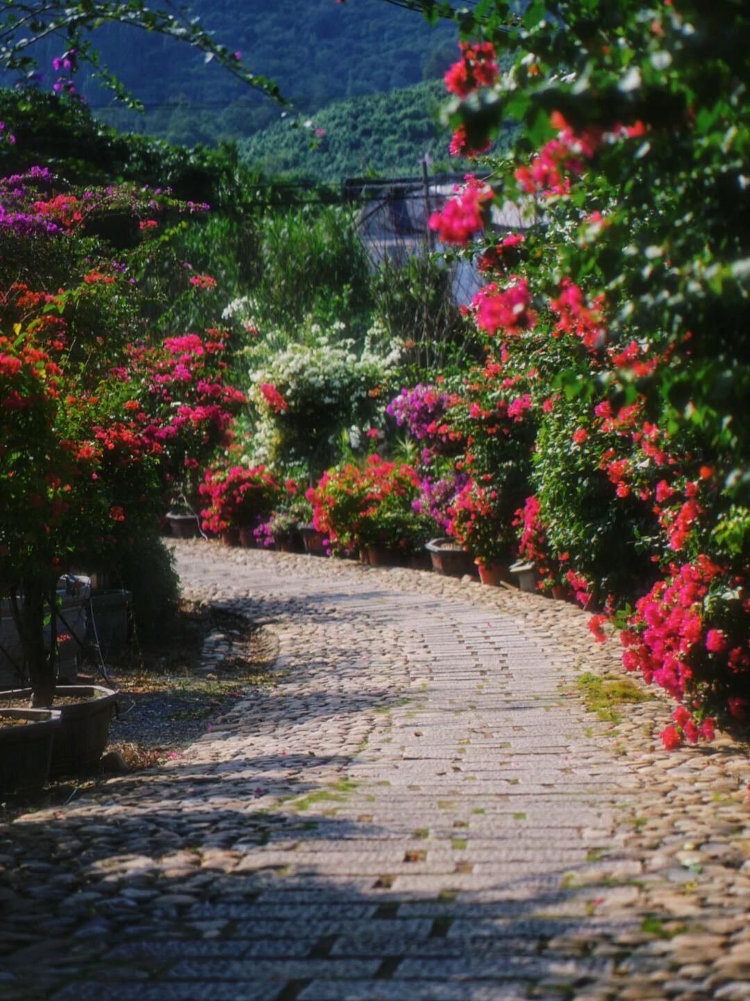 花漾古坑三角梅景区旅行图片 1