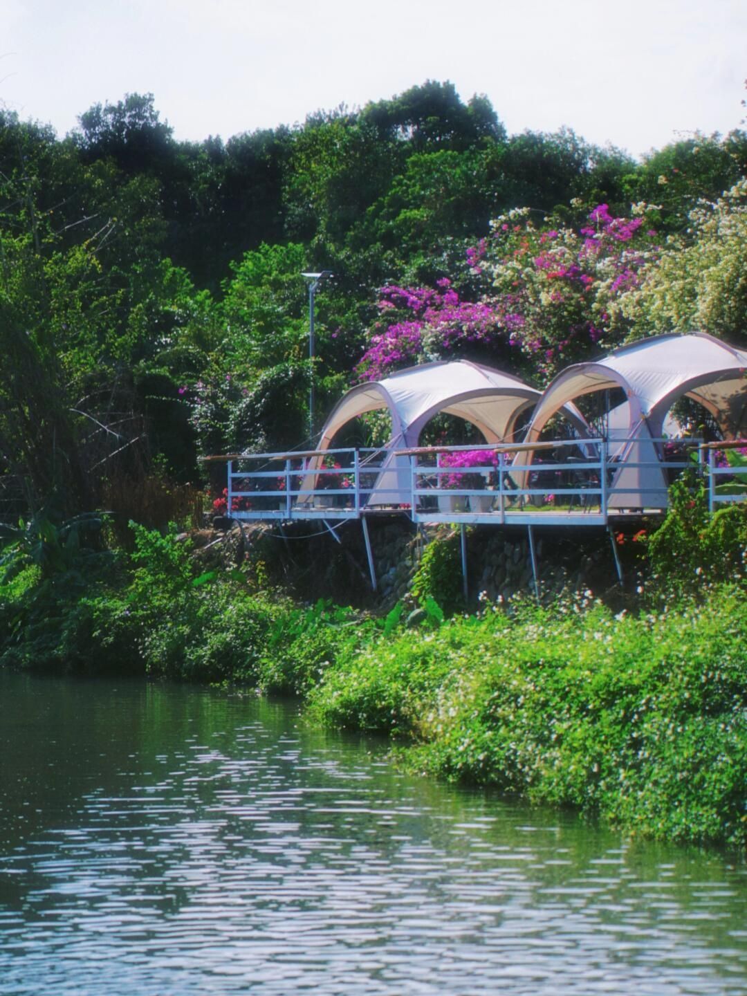 花漾古坑三角梅景区旅行图片 3